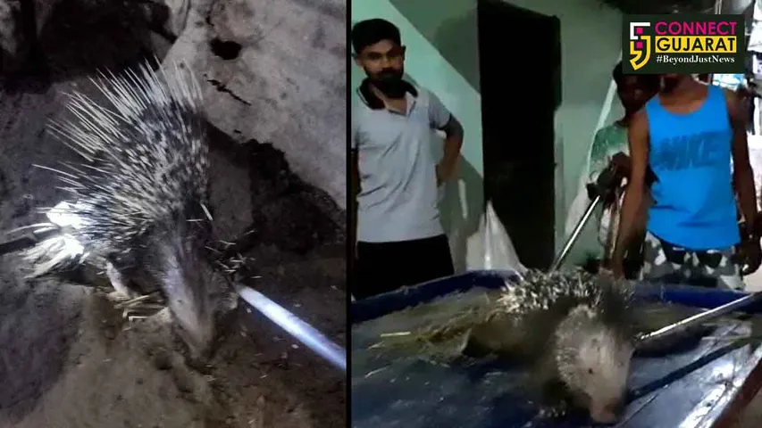 ભરૂચના ભોલાવ ગામેથી જંગલી શાહૂડી ઝડપાઇ