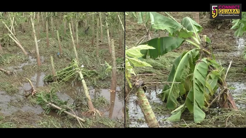 નવસારીમાં પુરના કારણે ખેતીમાં લાખોનું નુકશાન: ખેડૂતોની હાલત ખરાબ