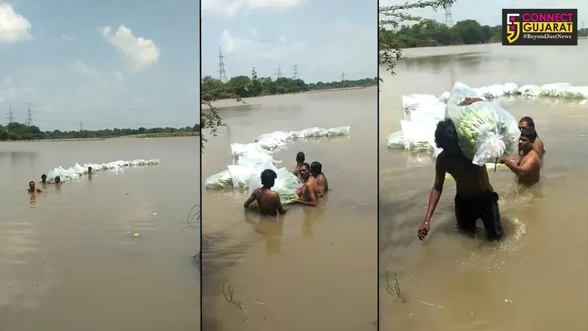 ભરૂચ : નર્મદાના પુરના પાણી બન્યાં આફત : કેળનો પાક બચાવવા જહેમત
