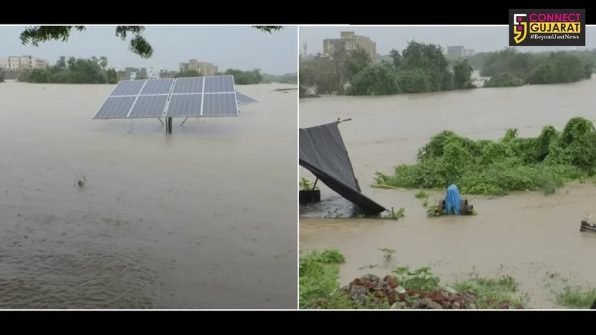 અંકલેશ્વર પંથકમાં વરસાદથી પરવળના પાકને વ્યાપક નુકશાન