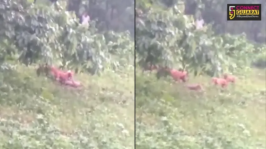 નેત્રંગ: દીપડાનું બચ્ચુ વૃક્ષની ડાળીઓ ઉપરથી પડતા કૂતરાના ટોળાએ બનાવ્યો શિકાર