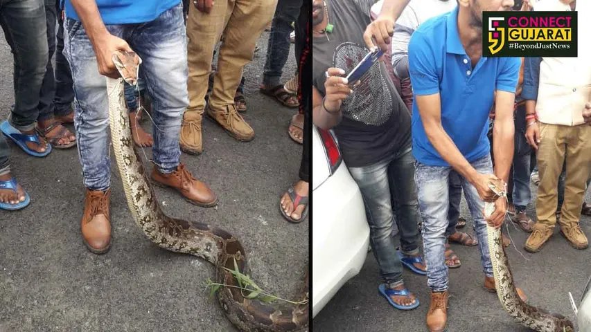 જંબુસરના નોબાર ગામે ૫.૫ ફૂટ લાંબો અજગર દેખાતા ભાગદોડ:હાથધરાયું રેશ્ક્યુ