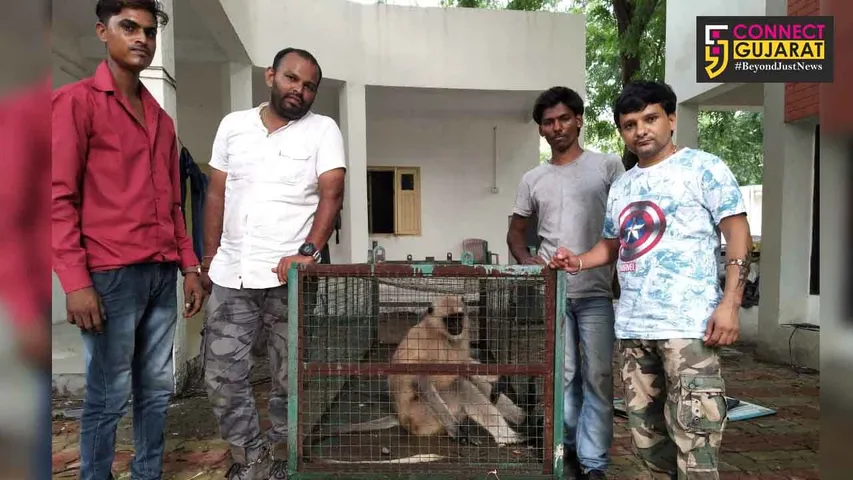 ભરૂચના કંબોલી ગામની એક સરકારી શાળામાંથી લંગુર પ્રજાતિનો કપીરાજ ગંભીર હાલતમાં મળતા કરાયો રેશ્ક્યુ