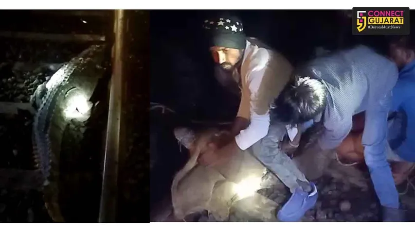 ભરૂચ:ચાવજ ગામે મુંબઈ-અમદાવાદ રેલવે ટ્રેક ઉપર ૭ થી ૮ ફૂટ  મોટો મગર દેખાતા ટ્રેન થંભી, હાથધરાયું રેસક્યુ