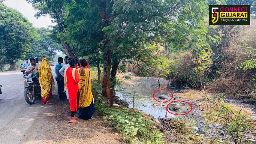 અંકલેશ્વર:માવતરની માવજતના અભાવે બે ભેંસોના ડૂબી જતા મોત