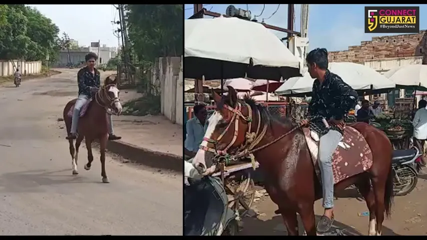 સુરેન્દ્રનગર : ઘોડા ઉપર સવાર થઈને નીકળ્યો યુવાન, કોલેજીયન યુવાન પાસે નથી લાયસન્સ