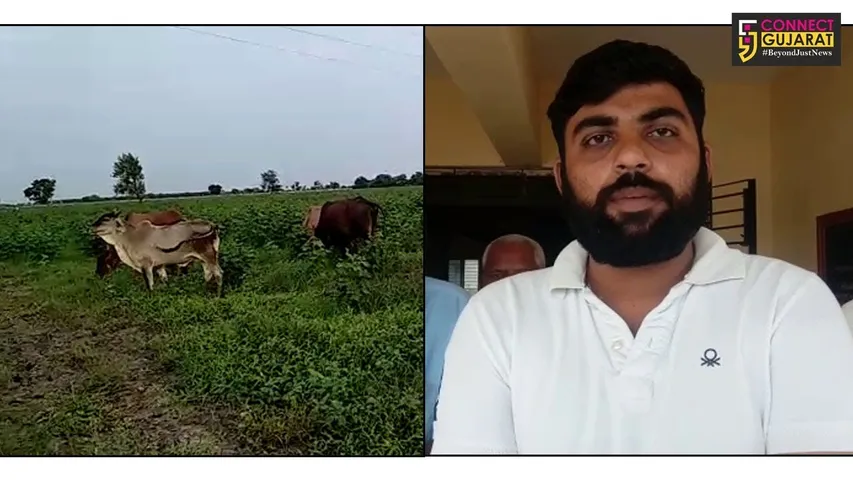 આમોદ : ખેડૂતોના ઉભા પાકને નુકશાન કરતાં રખડતાં ઢોરનો ત્રાસ દૂર કરવા ખેડૂતો દ્વારા મામલતદારને અપાયું આવેદનપત્ર.