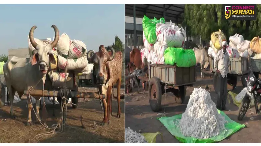 અમરેલી : સાવરકુંડલામાં ખેતીની જણસો બળદ ગાડામાં નહીં લાવવા ફરમાન, ખેડુતોએ કર્યો વિરોધ