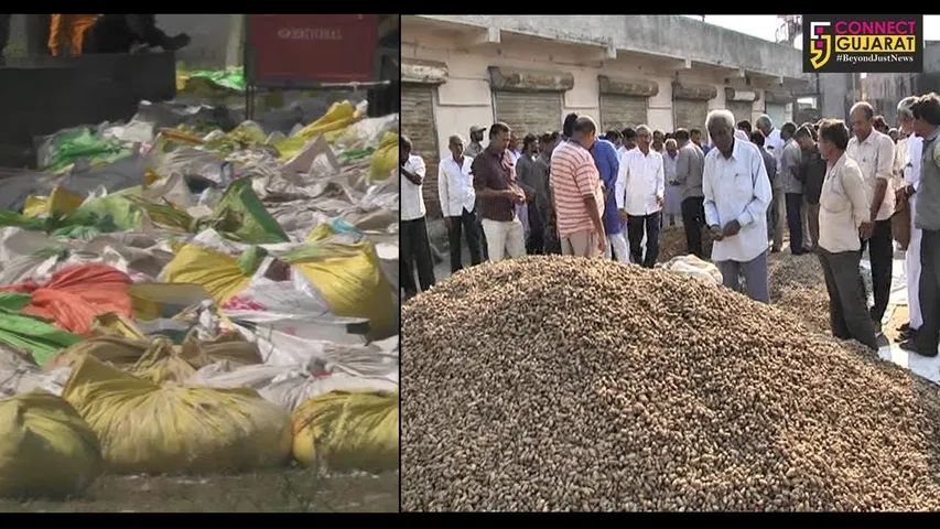 અમરેલી : ટેકાના ઓછા ભાવથી સામી દિવાળીએ ખેડૂતો સસ્તા ભાવે ખેત પેદાશ  વેચવા મજબુર