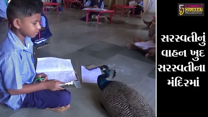 સુરત : “સરસ્વતીનું વાહન ખુદ સરસ્વતીના મંદિરમાં”, કુકણા ડુંગરી શાળામાં રોજ આવે છે મોર