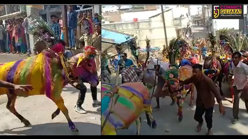 પંચમહાલ : ખેડૂતો દ્વારા નવા વર્ષના દિવસે ગાયની માફી માંગવાની અનોખી પરંપરા