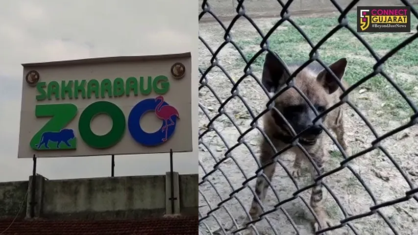 જુનાગઢ : ઐતિહાસિક સ્થળો પર લોકોનો ધસારો, સક્કરબાગઝૂ ખાતે ઊમટ્યું માનવમહેરામણ