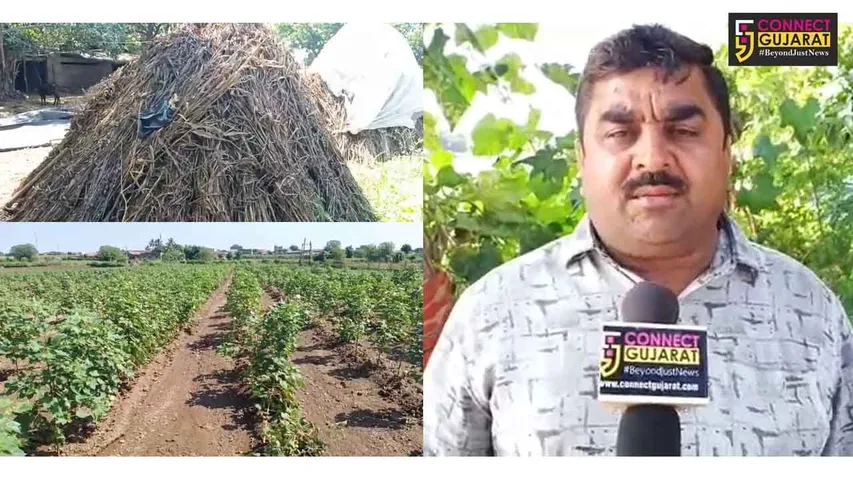 ભાવનગર : માવઠાના કારણે કપાસ અને મગફળીનો પાક મુરઝાયો, ખેડૂતો ચિંતાતુર