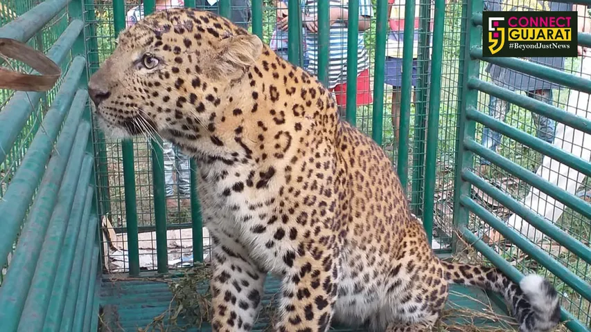 ઝઘડીયા: વંઠેવાડ ગામેથી દિપડો ઝડપાયો