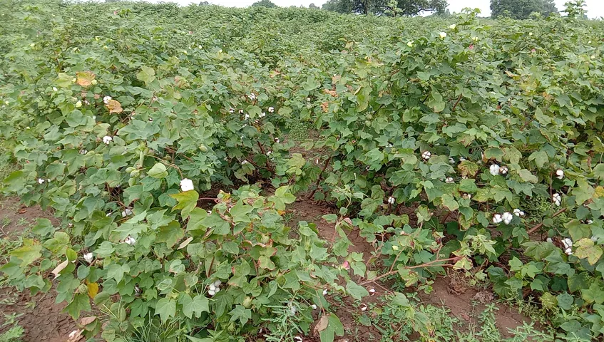 ઝઘડિયા પંથકમાં કપાસ,તુવેરનો પાક કમોસમિ વરસાદ કારણે થયો નષ્ટ