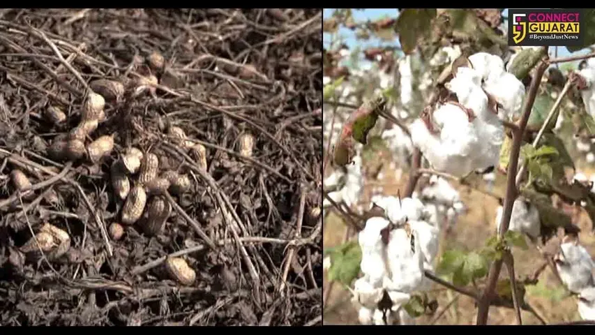 રાજકોટ : લીલો દુષ્કાળ ખેડૂતોને રડાવી રહયો છે, સરકાર હવે તો સાંભળો જગતના તાતનો સાદ