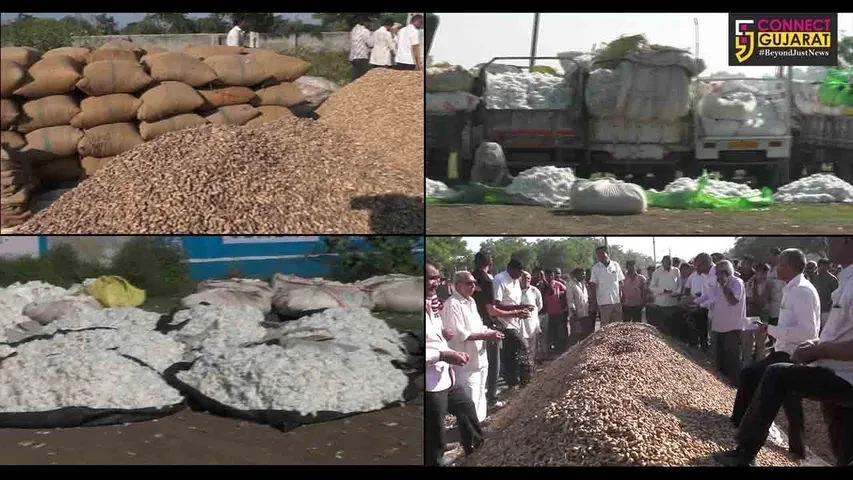 અમરેલી : એપીએમસી ધમધમતી થઇ પણ યોગ્ય ભાવો ન મળતાં ખેડૂતો નિરાશ