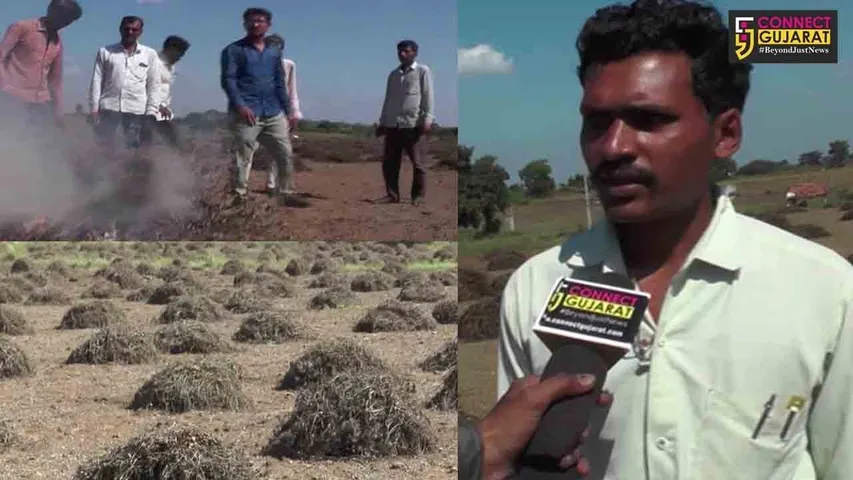 અમરેલી :  કમોસમી વરસાદે બગાડી ખેડૂતોની”મોસમ” , પાક સળગાવવા બન્યા મજબુર