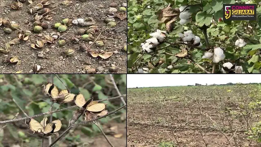 અમરેલી : હિરા ઉદ્યોગની ઝાંખી પડી ચમક, રત્નકલાકારો ખેતી કરવા વતનની વાટે