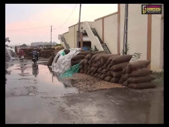 જામનગર : હાપા માર્કેટિંગ યાર્ડમાં 1500 થી વધુ મગફળી ગુણીઓ પાણીમાં, ખેડૂતો અને વેપારીઓને ભારે નુકસાન