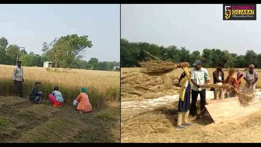 પંચમહાલ : ડાંગરનો પાક તૈયાર, ખેડૂતો પોષણક્ષમ ભાવની કરી રહ્યા છે માંગ