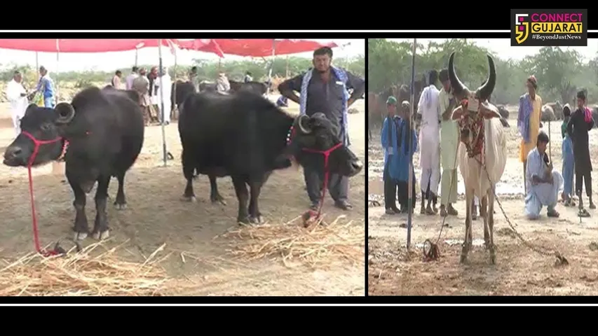 ભુજ : રાજયમાં આ સ્થળે યોજાય છે પશુ મેળો, જુઓ કેવો હતો માહોલ