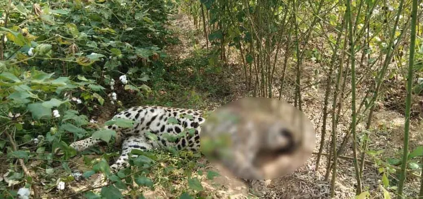 જિયોરપાટી ગામે ખેતરમાંથી મૃત હાલતમાં દીપડો મળ્યો