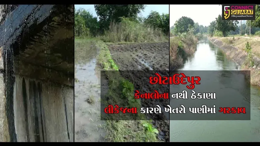 છોટાઉદેપુર : કેનાલોના નથી ઠેકાણા, લીકેજના કારણે ખેતરો પાણીમાં ગરકાવ
