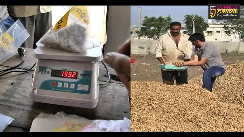 અમરેલી : મગફળીની જાહેરમાં હરાજીમાં ખેડૂતોને 650 થી 900 રૂા.નો મળ્યો ભાવ