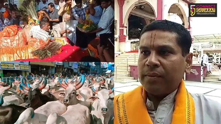 ખેડા : રાજા રણછોડનું ડાકોર બન્યું “ગોકુળ”, ગૌમાતાના નગર વિચરણે મનમોહક માહોલ