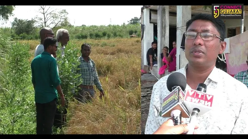 નવસારી : તંત્ર મોડું મોડું જાગ્યું... કમોસમી વરસાદથી પાક નુકશાનનો કરાવ્યો સર્વે