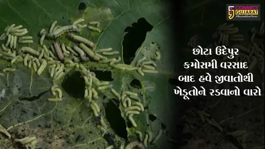 છોટા ઉદેપુર : કમોસમી વરસાદ બાદ હવે જીવાતોથી ખેડૂતોને રડવાનો વારો