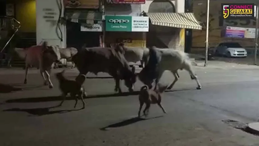 દાહોદ : રાજમાર્ગો પર રખડતાં ઢોરોએ જમાવ્યું પોતાનું "રાજ", મોડી રાતે 2 આખલાઓએ મચાવી ધમાલ