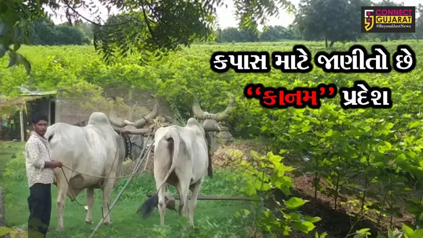 જંબુસર : ખાતરની હાડમારી વચ્ચે પણ તાલુકામાં 50 હજાર હેકટરમાં ખરીફ પાકોનું વાવેતર