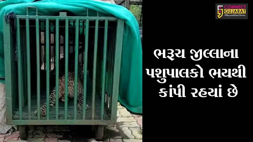 ભરૂચ : ગૌશાળામાં ત્રાટકી ગાયનો શિકાર કરનારો દીપડો આખરે પાંજરે પુરાયો