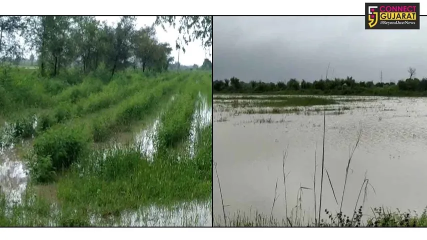 જંબુસર પંથકના ખેતરો પાણીગ્રસ્ત થતાં ખેડૂતોમાં પાક નિષ્ફળ જવાની ભીતિ
