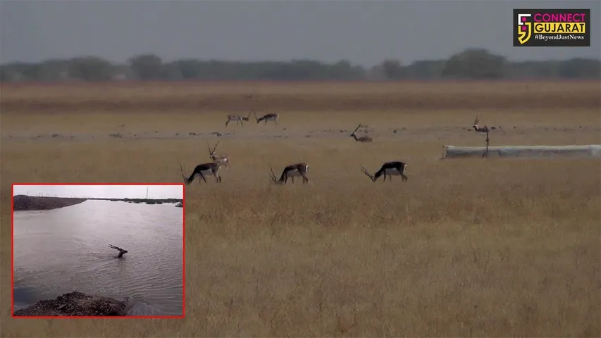 ભાવનગર : પુરના પાણીમાં અને રખડતાં શ્વાનોએ ફાડી ખાતા કુલ 9 કાળિયારના મોત, અન્ય કાળિયારની વનવિભાગ દ્વારા શોધખોળ