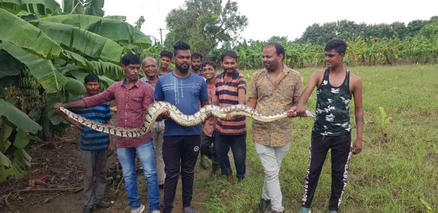 ભરૂચ : અંકલેશ્વરના જુના કાસીયા ગામમાં કેળના ખેતરમાંથી 10 ફૂટ લાંબો મહાકાય અજગર ઝડપાયો
