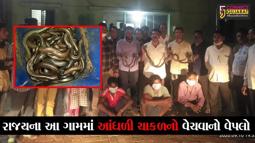 નર્મદા : મોસકુટ ગામેથી 15 આંધળી ચાકળ સાથે 3 ઇસમો ઝડપાયા, જુઓ કેમ થાય છે આંધળી ચાકળની તસ્કરી