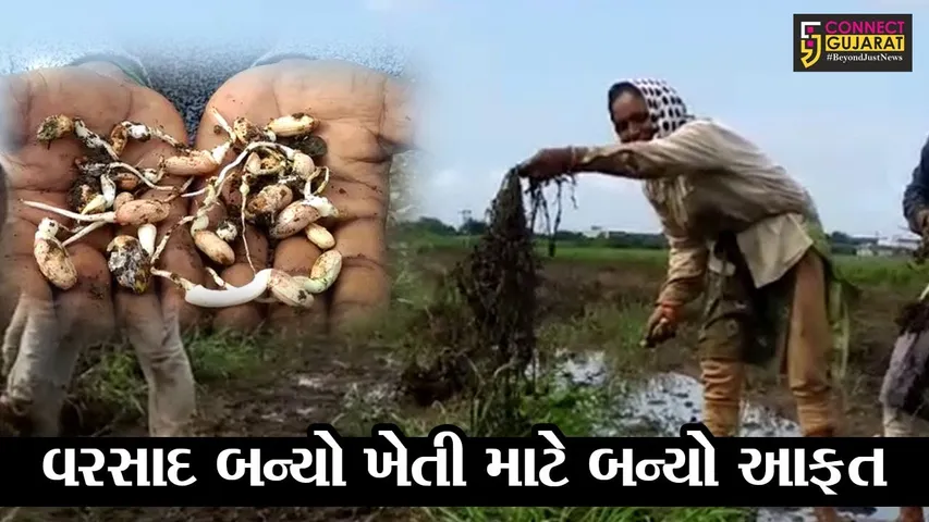 જુનાગઢ : ભેંસાણ તાલુકામાં 199 ટકા વરસાદ, ખેતી નષ્ટ થતાં ખેડુતો પાયમાલ