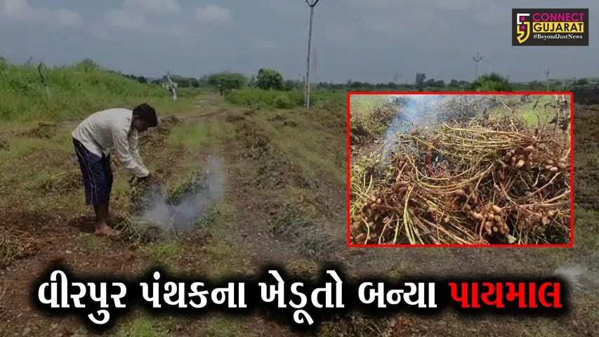 જેતપુર : લીલા દુષ્કાળની સ્થિતિ વચ્ચે વીરપુર પંથકના ખેડૂતો બન્યા પાયમાલ, જુઓ મગફળીના પાકનું શું કર્યું..!