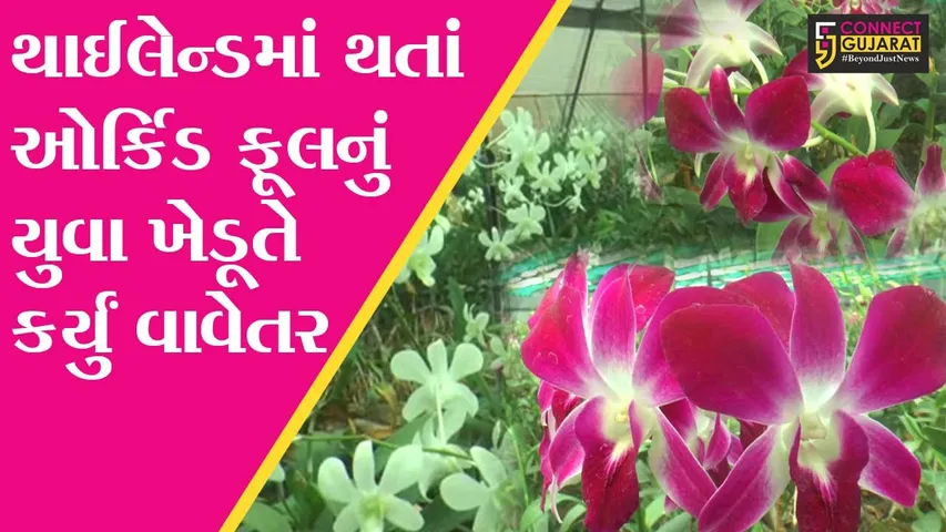 અંકલેશ્વર : થાઈલેન્ડમાં થતાં ઓર્કિડ ફૂલનું સજોદના યુવા ખેડૂતે કર્યું વાવેતર, જાણો કેવી રીતે