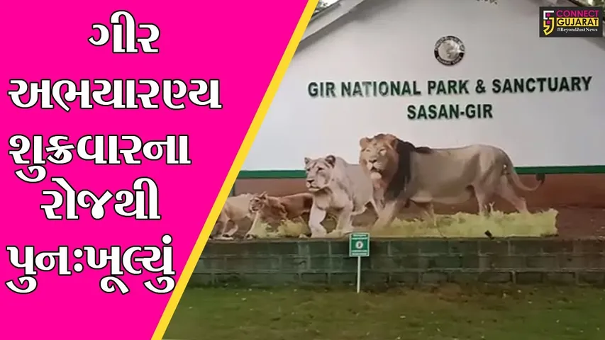 જુનાગઢ : લોકડાઉનના સમયથી બંધ રહેલું ગીર અભયારણ્ય પુનઃ ખૂલ્યું, પ્રવાસીઓમાં અનેરો ઉત્સાહ