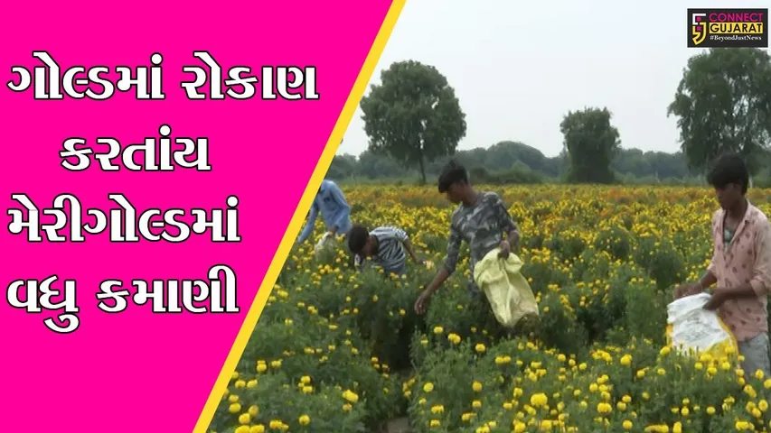 અમદાવાદ : દસ્ક્રોઈ તાલુકાનાં ખેડૂત શાકભાજી સાથે કરે ગલગોટાની ખેતી, ફૂલની ખેતી થઈ પ્રચલિત