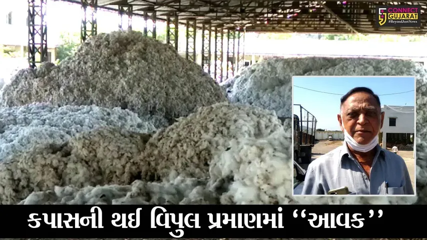 જુનાગઢ : ભેસાણ માર્કેટિંગ યાર્ડમાં કપાસની “બમ્પર” આવક, પણ ખેડૂતોને મળી રહ્યો છે ઓછો ભાવ
