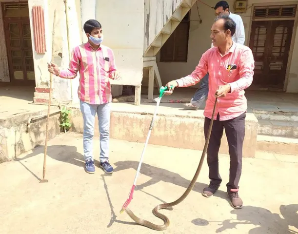 ભરૂચ : ઉમલ્લા ગામે મકાનમાં ઘૂસી આવ્યો 5 ફૂટ લાંબો સાપ, લોકોમાં મચી ભારે દોડધામ