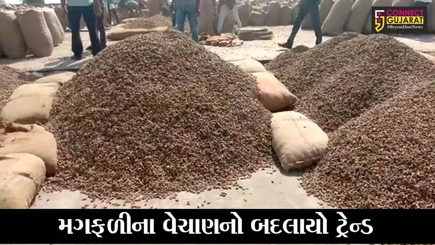 રાજકોટ : જેતપુર માર્કેટીંગ યાર્ડના બદલે ખેડુતો હવે ઓપન બજારમાં વેચી રહયાં છે મગફળી