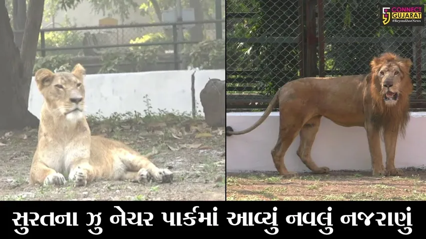 સુરત : રાયપુરથી સિંહ આર્ય અને સિંહણ વસુધાને લવાયા ઝુ માં, લોકો હવે સિંહ બેલડીને જોઇ શકશે