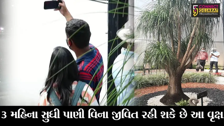 નર્મદા : સ્ટેચ્યુ ઓફ યુનિટી ખાતેના આરોગ્ય વનમાં મેક્સિકોના “નોલીના” વૃક્ષે જમાવ્યું આકર્ષણ, જાણો ખાસિયત