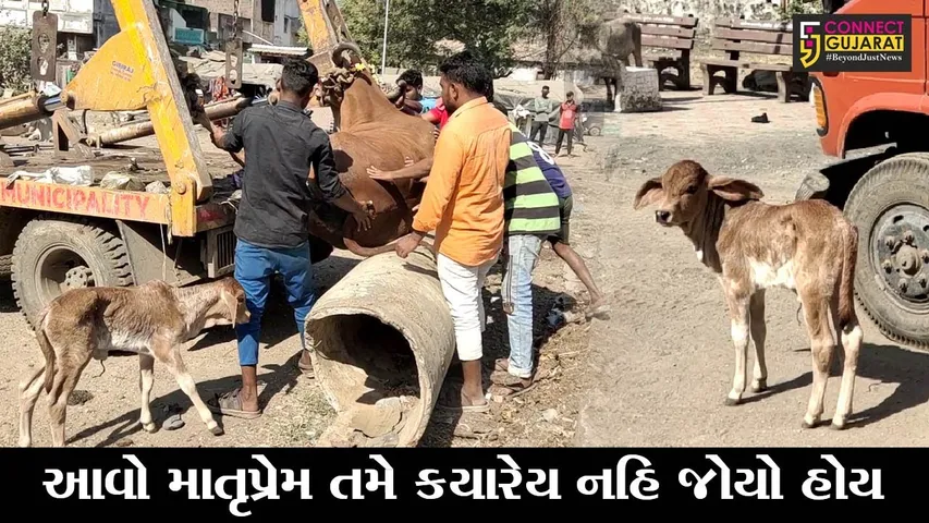 અંકલેશ્વર : વાછરડાને જન્મ આપી ગાય માતાએ તોડયો દમ, પછી જે થયું તે તમને રડાવી દેશે